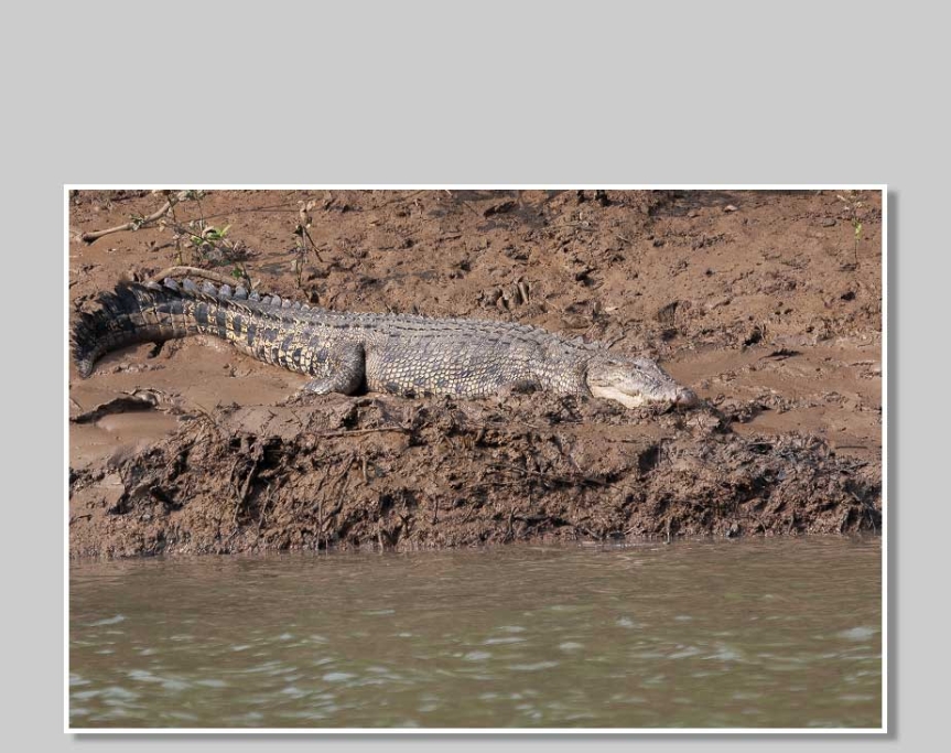 Saltvattens krokodil
